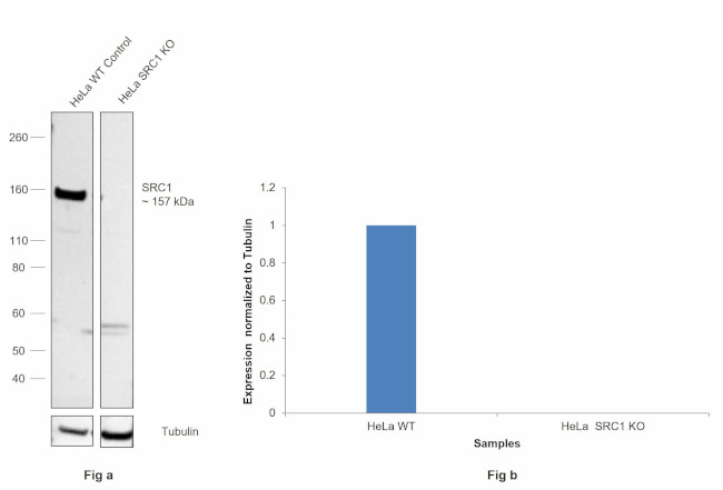 SRC1 Antibody