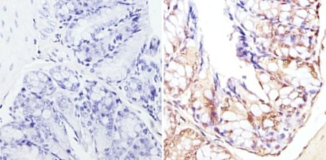 CBP Antibody in Immunohistochemistry (Paraffin) (IHC (P))