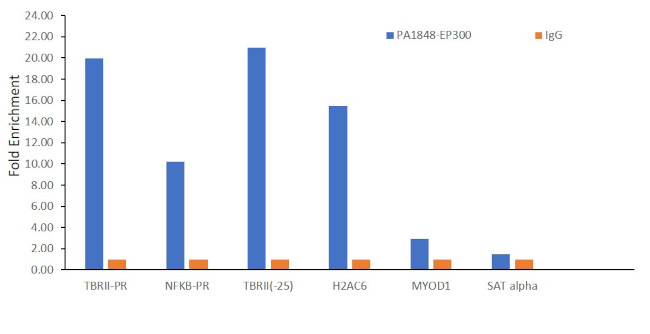 p300 Antibody in ChIP Assay (ChIP)