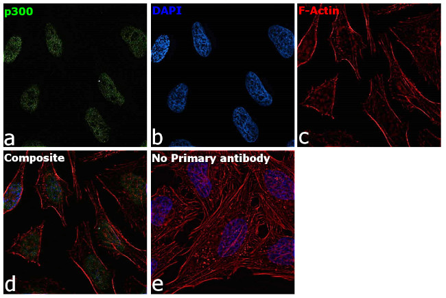 p300 Antibody in Immunocytochemistry (ICC/IF)