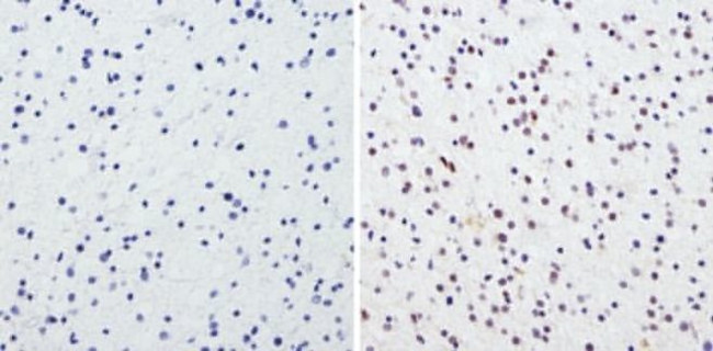 CREB Antibody in Immunohistochemistry (Paraffin) (IHC (P))