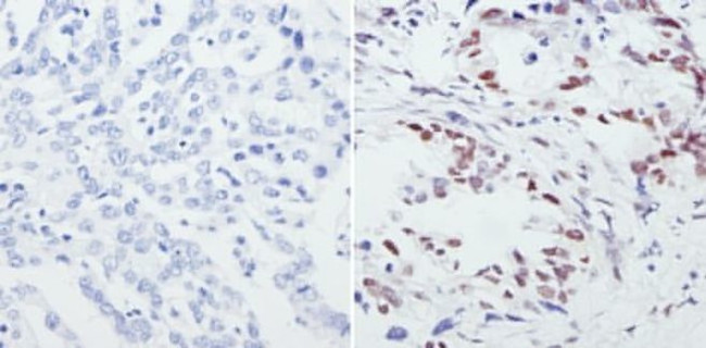 CREB Antibody in Immunohistochemistry (Paraffin) (IHC (P))