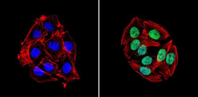 TRIM28 Antibody in Immunocytochemistry (ICC/IF)