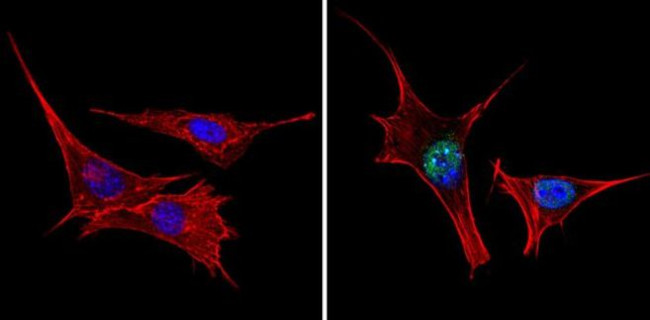 TRIM28 Antibody in Immunocytochemistry (ICC/IF)