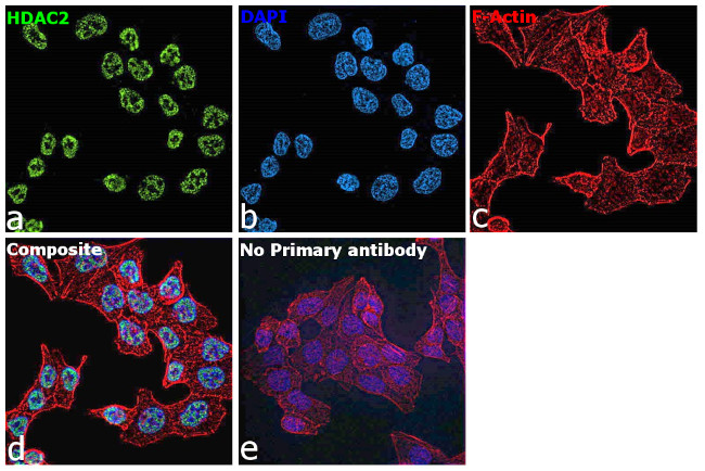 HDAC2 Antibody in Immunocytochemistry (ICC/IF)