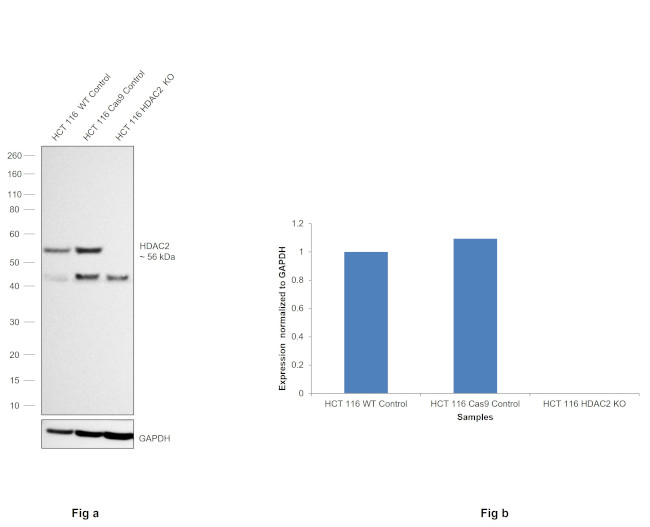 HDAC2 Antibody