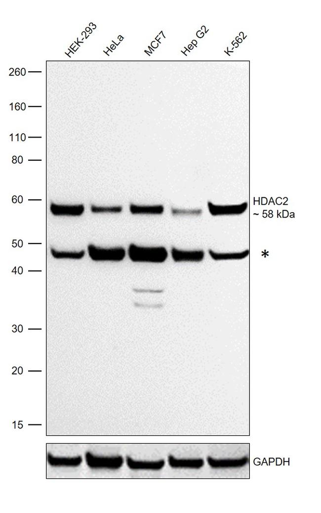 HDAC2 Antibody in Western Blot (WB)