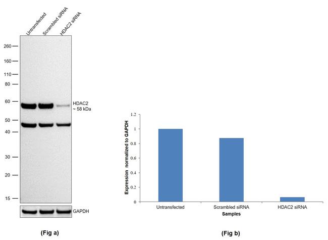 HDAC2 Antibody in Western Blot (WB)