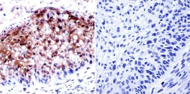 HDAC2 Antibody in Immunohistochemistry (Paraffin) (IHC (P))