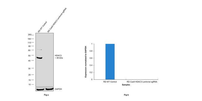 HDAC3 Antibody in Western Blot (WB)