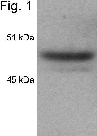 HDAC3 Antibody in Western Blot (WB)