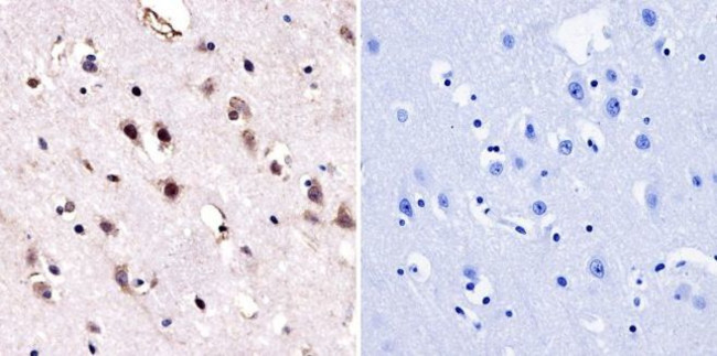 HDAC3 Antibody in Immunohistochemistry (Paraffin) (IHC (P))