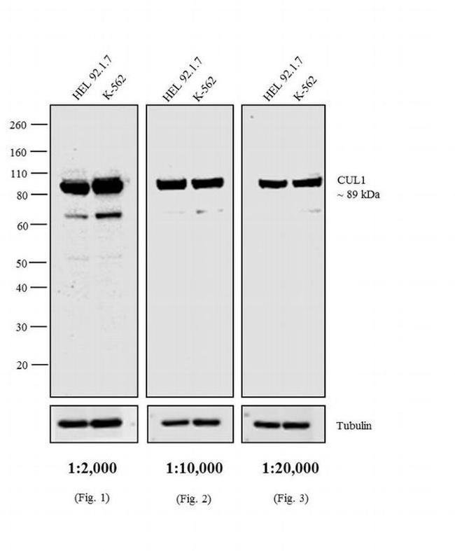 Mouse IgG1 Secondary Antibody in Western Blot (WB)