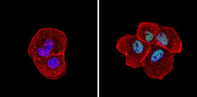 SIN3A Antibody in Immunocytochemistry (ICC/IF)