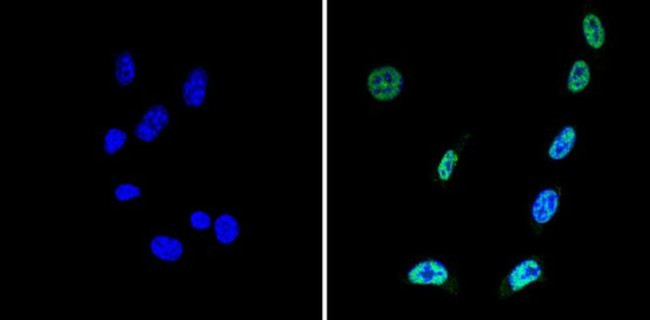 SIN3A Antibody in Immunocytochemistry (ICC/IF)