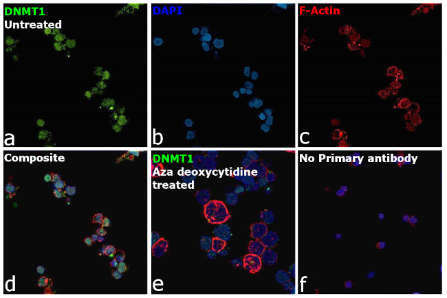 DNMT1 Antibody in Immunocytochemistry (ICC/IF)