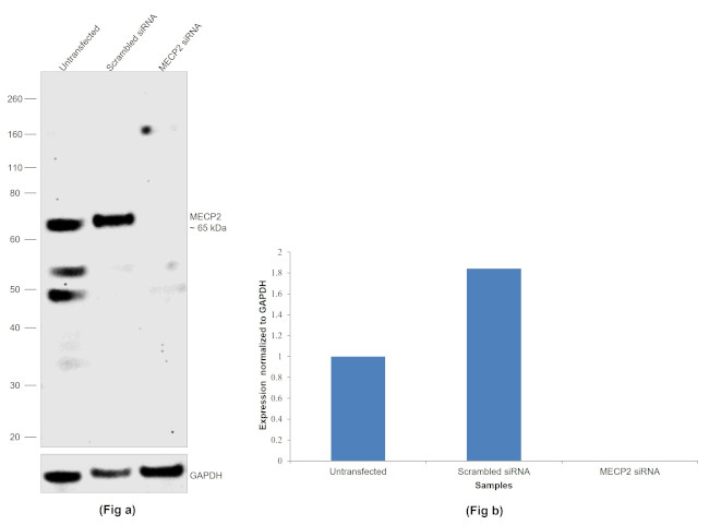 MECP2 Antibody in Western Blot (WB)