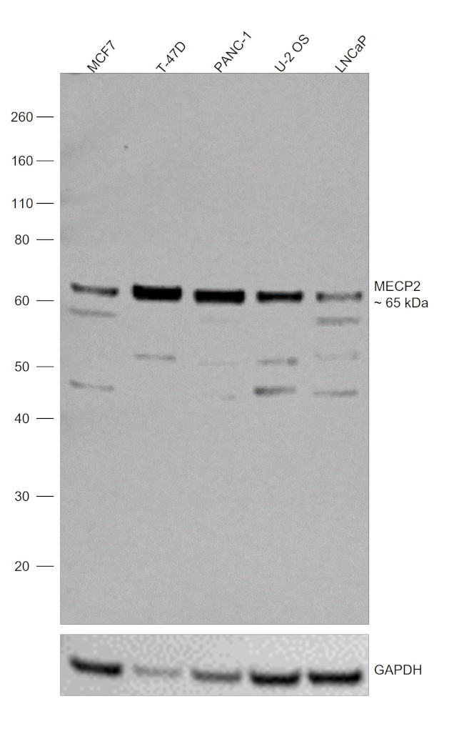 MECP2 Antibody in Western Blot (WB)