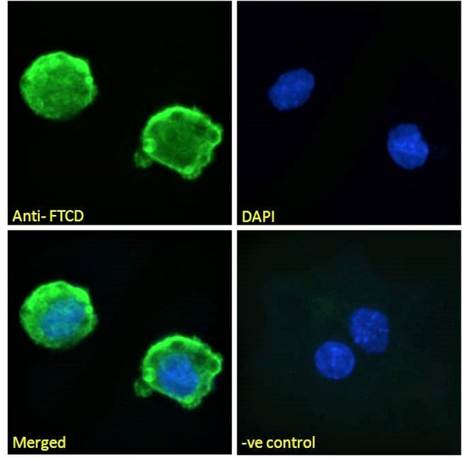 Golgi protein 58k Antibody in Immunocytochemistry (ICC/IF)