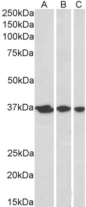 APE1 Antibody in Western Blot (WB)