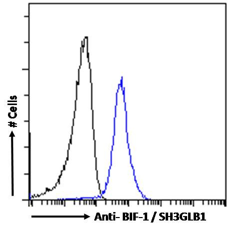 Bif1 Antibody in Flow Cytometry (Flow)