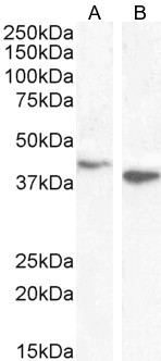 Bif1 Antibody in Western Blot (WB)