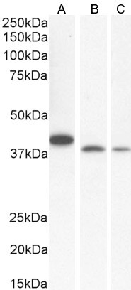 Bif1 Antibody in Western Blot (WB)