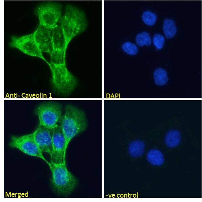 Caveolin 1 Antibody in Immunocytochemistry (ICC/IF)