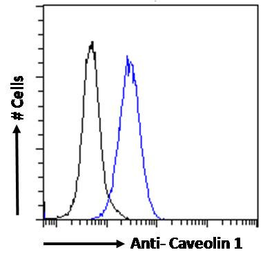 Caveolin 1 Antibody in Flow Cytometry (Flow)