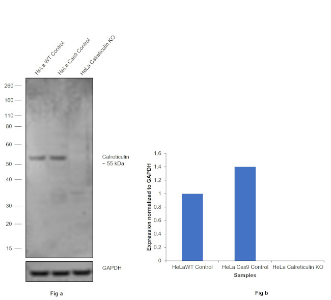 Calreticulin Antibody in Western Blot (WB)