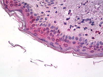 COX1 Antibody in Immunohistochemistry (Paraffin) (IHC (P))