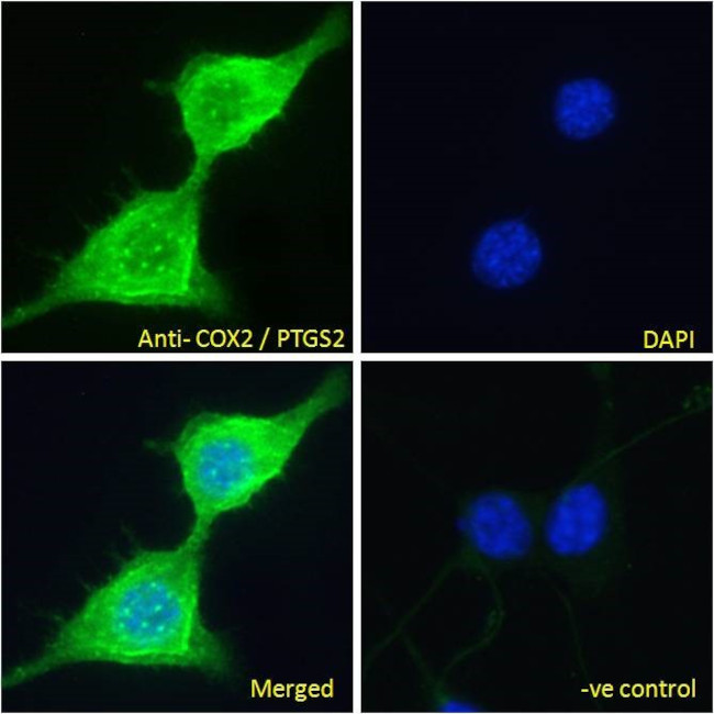 COX2 Antibody in Immunocytochemistry (ICC/IF)