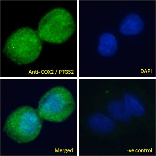 COX2 Antibody in Immunocytochemistry (ICC/IF)