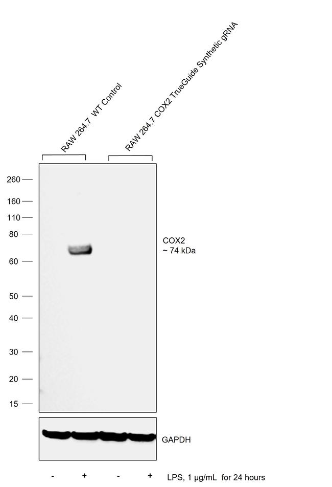 COX2 Antibody in Western Blot (WB)