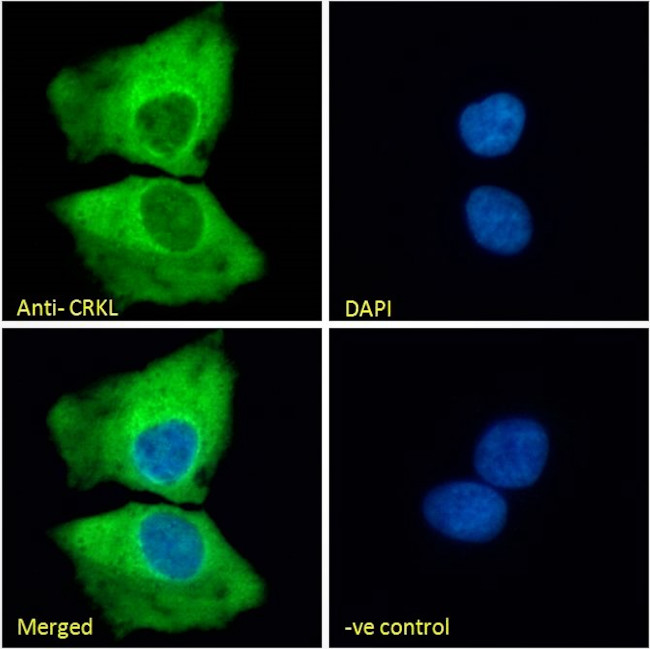 CrkL Antibody in Immunocytochemistry (ICC/IF)