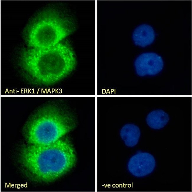 ERK1 Antibody in Immunocytochemistry (ICC/IF)