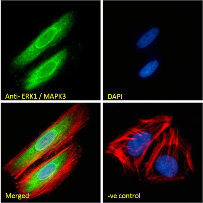 ERK1 Antibody in Immunocytochemistry (ICC/IF)