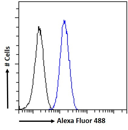 FOXG1 Antibody in Flow Cytometry (Flow)