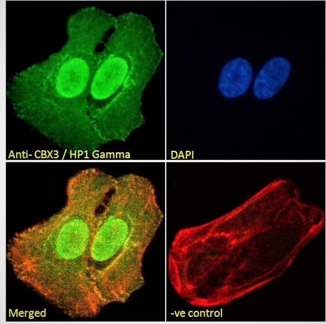 HP1 gamma Antibody in Immunocytochemistry (ICC/IF)