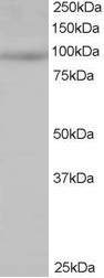 HPK1 Antibody in Western Blot (WB)