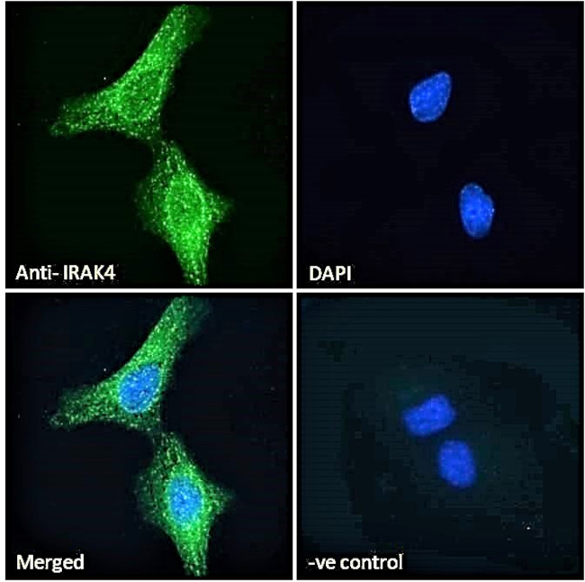 IRAK4 Antibody in Immunocytochemistry (ICC/IF)