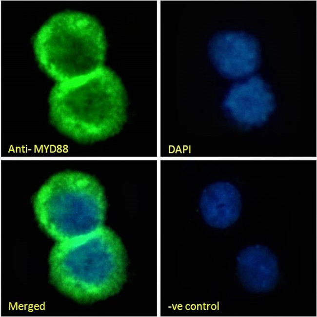 MyD88 Antibody in Immunocytochemistry (ICC/IF)