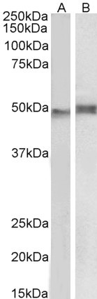 p47phox Antibody in Western Blot (WB)