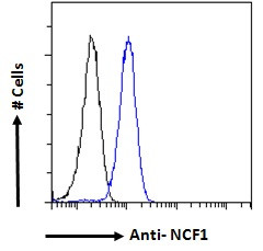 p47phox Antibody in Flow Cytometry (Flow)