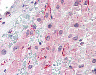 Osteopontin Antibody in Immunohistochemistry (Paraffin) (IHC (P))