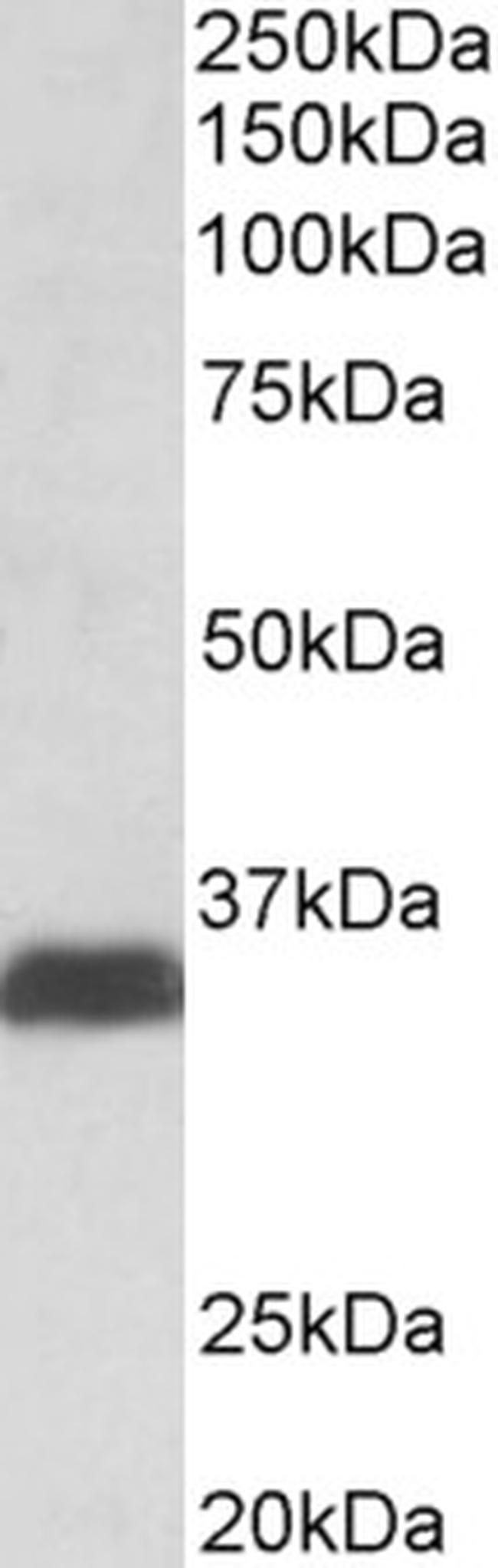 Osteopontin Antibody in Western Blot (WB)