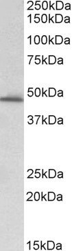 PAI1 Antibody in Western Blot (WB)