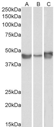 PAI1 Antibody in Western Blot (WB)