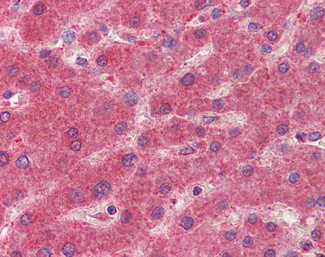 15-PGDH Antibody in Immunohistochemistry (Paraffin) (IHC (P))