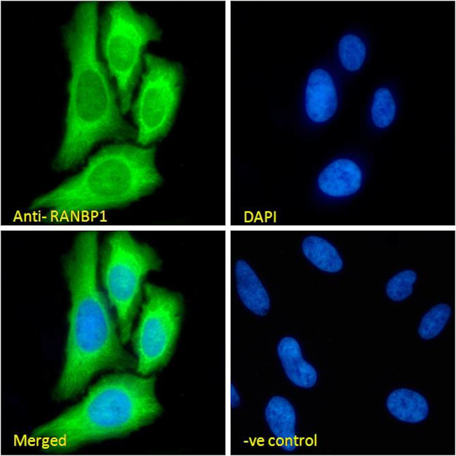 RANBP1 Antibody in Immunocytochemistry (ICC/IF)